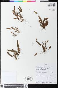 Elaphoglossum didymoglossoides image