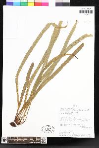 Elaphoglossum palorense image