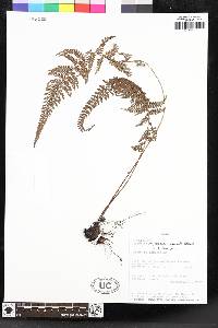 Polystichum nudicaule image