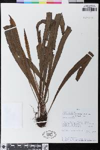 Elaphoglossum nigrescens image