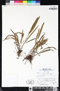 Elaphoglossum pumilio image