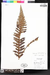 Polystichum orbiculatum image