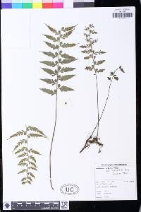 Asplenium herpetopteris image