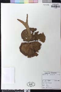 Platycerium madagascariense image