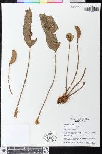 Elaphoglossum standleyi image