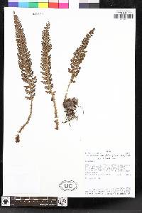 Polystichum orbiculatum image