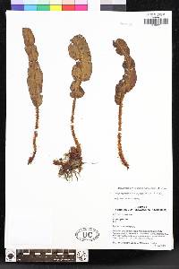 Elaphoglossum novogranatense image