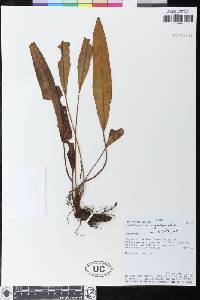 Elaphoglossum elegantipes image