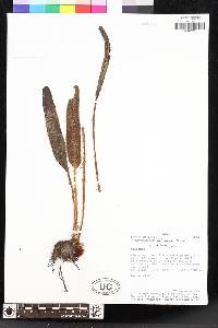 Elaphoglossum ruficomum image