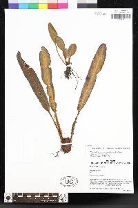Elaphoglossum novogranatense image