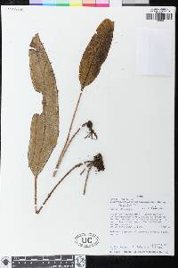 Elaphoglossum notatum image