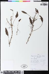 Elaphoglossum lloense image