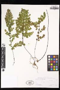 Adiantum concinnum image