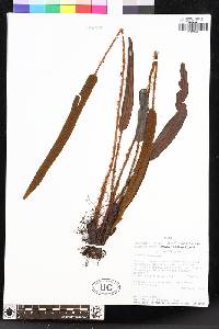 Elaphoglossum ruficomum image