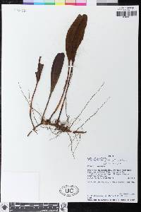 Elaphoglossum glossophyllum image