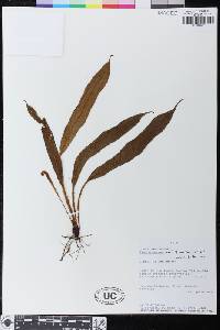 Elaphoglossum neei image