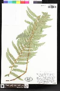 Polystichum californicum image