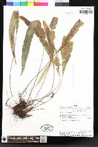 Elaphoglossum papillosum image