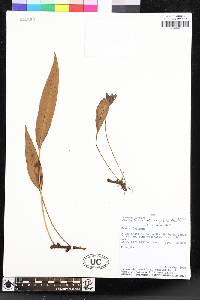 Elaphoglossum unduaviense image