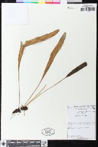 Elaphoglossum glaucum image