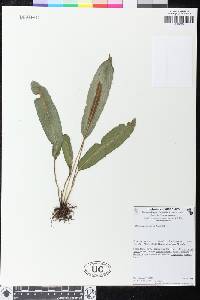Elaphoglossum pringlei image