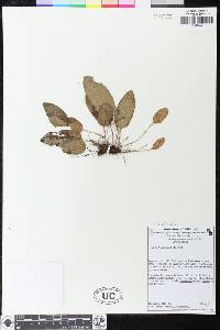 Elaphoglossum leonardii image