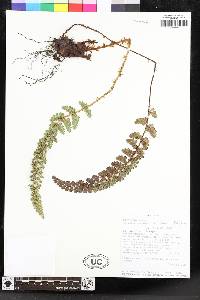 Polystichum orbiculatum image