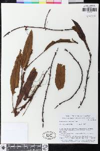Elaphoglossum antioquianum image