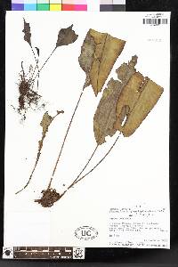 Elaphoglossum pachyphyllum image