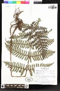 Megalastrum peruvianum image