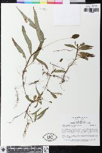 Elaphoglossum gracillimum image