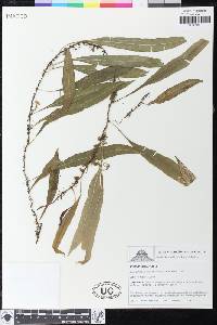 Elaphoglossum amygdalifolium image