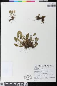 Elaphoglossum montanum image