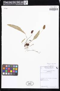 Elaphoglossum lanceum image