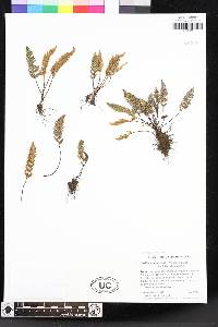 Myriopteris intertexta image