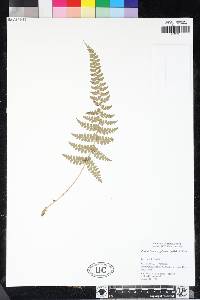 Polystichum platyphyllum image