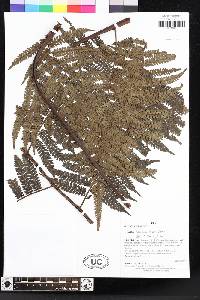 Cyathea lasiosora image