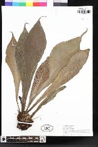 Antrophyum callifolium image