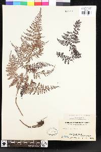 Dryopteris pseudocaenopteris image