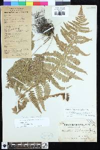 Dryopteris uniformis image