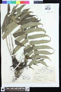 Dryopteris scottii image