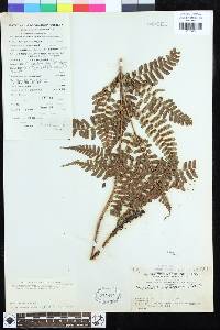 Dryopteris fuscipes image