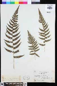 Metathelypteris gracilescens image