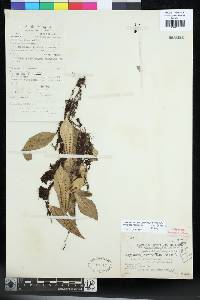 Lemmaphyllum rostratum image