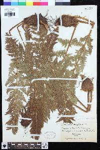 Dryopteris villarii image