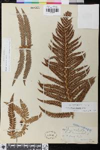 Polystichum dudleyi image