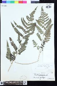 Dryopteris polita image