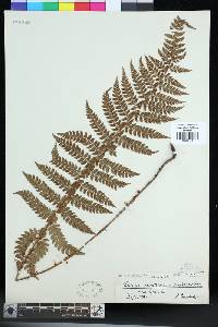 Polystichum piceopaleaceum image