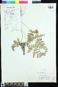 Dryopteris chinensis image