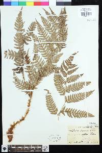 Dryopteris lacera image